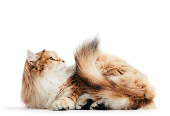 Siberian cat isolated, looking up. Purebred