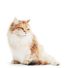 Siberian cat portrait on white background.