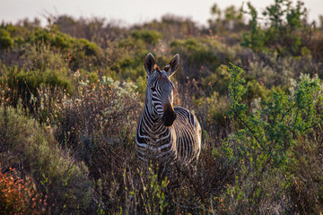 Fototapeta na wymiar Mountain Zebra in the Cederbergs, Western Cape
