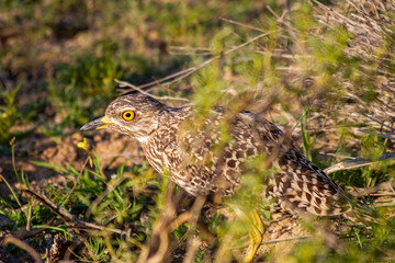 Spotted Dikkop at the Cederberg Mountains, Western Cape