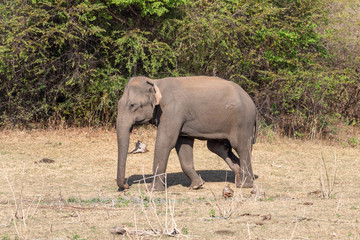 Elephant on a safarie