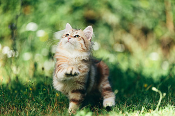 Naklejka na ściany i meble A kitten - Siberian cat playing in grass