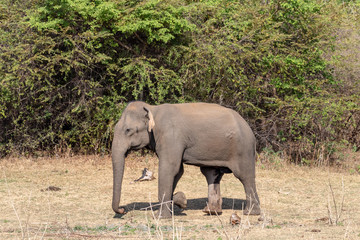Elephant on a safarie