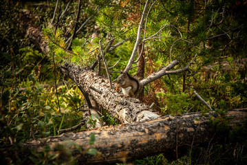Squirrel 