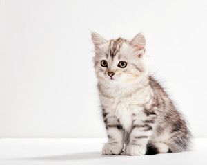 Siberian cat, a kitten portrait on white background.