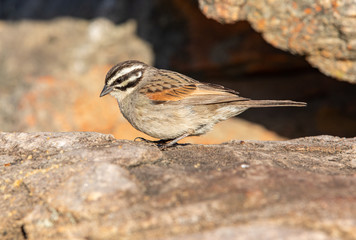 Cape Sparrow in the Sun, Western Cape