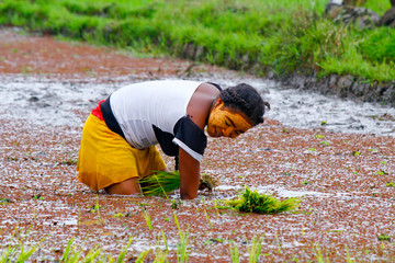 Woman planting rice into the paddy fields of Madagascar
