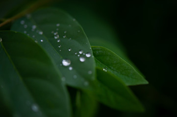 Dew leaves, raindrops that hold on green leaves after rain