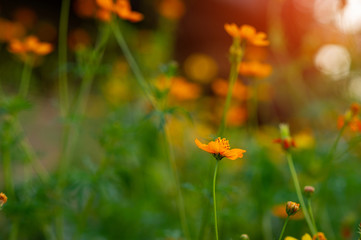 Yellow flowers in a beautiful flower garden, close-up with bokeh