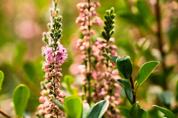 Blooming pink heather