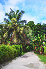 Fototapeta premium La Digue, Seychelles: Huge puddles after heavy rainfall on road with Palm Trees and lush green vegetation