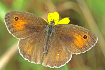 Eastern meadow brown butterfly ; Maniola telmessia