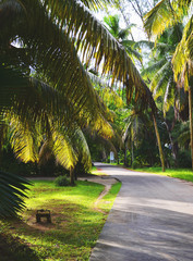 La Digue, Seychelles: Road with Palm Trees and lush green vegetation