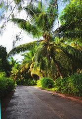 Fototapeta na wymiar La Digue, Seychelles: Road with Palm Trees and lush green vegetation