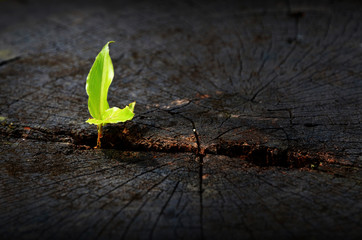 Little green tree plant, growth on big tree