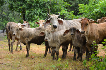 Herd of cows on field