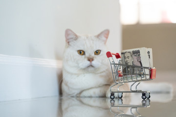 Shoping cart of ten thousand Yen banknote with yellow scottishfold cat