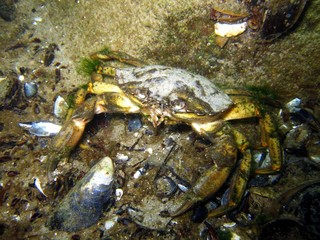 Crab in the Baltic Sea – Germany