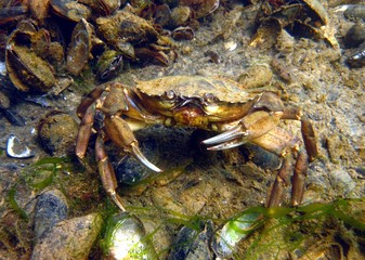 Crab in the Baltic Sea – Germany