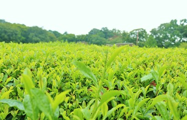 お茶　葉　夏　畑　茨城