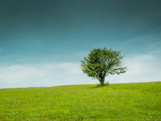 Fototapeta na wymiar single tree in the field