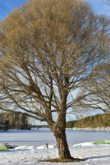 Leafless tree and some boats along the shore of a frozen lake.