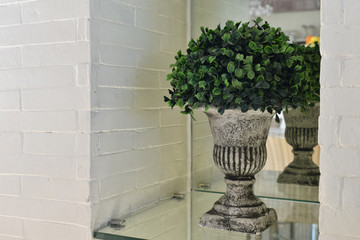 Plant in a white pot and on a white shelf with mirrors.