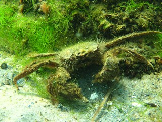 Crab in the Baltic Sea – Germany