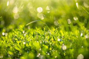 Green grass under water drops sun day light close