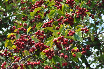 red berries of viburnum on branch with leaves