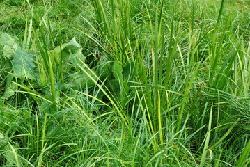 green grass with water drops