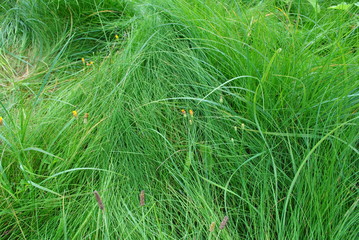 grass in the wind