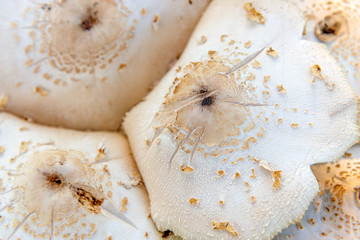 Texture of magic mushroom. Picture with selective focus and close up view.