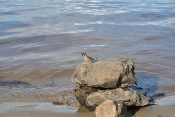 turtle on the beach