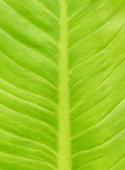 closeup of green leaf