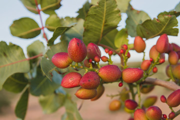 Detail of  pistacia vera fruits