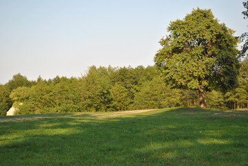 Obraz na płótnie Canvas tree in a field