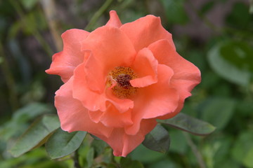 red flower in garden