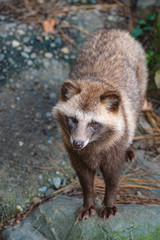 森の中のタヌキ