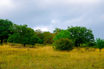 Fototapeta premium The natural landscape consists of trees growing in the steppe.