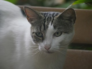 Gray and white cat at the Hemingway house in Key West, Florida.