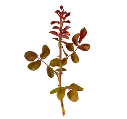 young rose branch with purple and green leaves