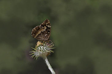 Black butterfly ; Brintesia circe