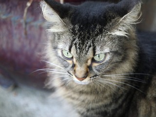 Cropped close up of one of the pampered cats at the Hemingway house in Key West, Florida.
