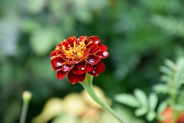 red flower in garden