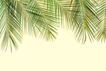 Tropical palm leaves on yellow  background. Flat lay, top view