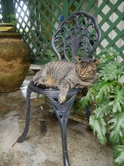 Portrait shot of a tabby cat sleeping on a steel chair at the Hemingway house in Key West, Florida.