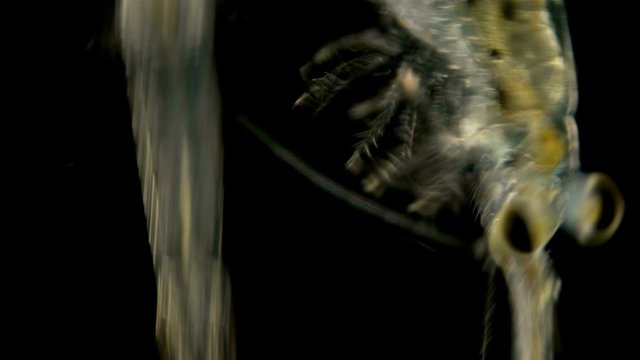 Black Sea plankton and zooplankton under a microscope, Mysid shrimp, looks very much like a shrimp, class Malacostraca, type Arthropoda, in the video female with embryos in brood pouch