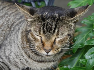 Close up of the face of a tabby cat sleeping at the Hemingway house in Key West, Florida.