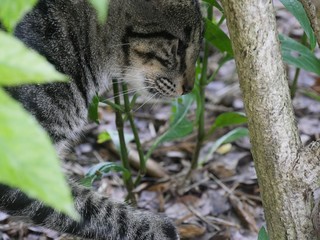 A tabby cat hides in the bushes at the Ernest Hemingway gardens in Key West, Florida.